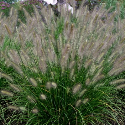 Grass Hush Puppy™ (Pennisetum 'Pe. Al. Hush Puppy') - 2 gallon