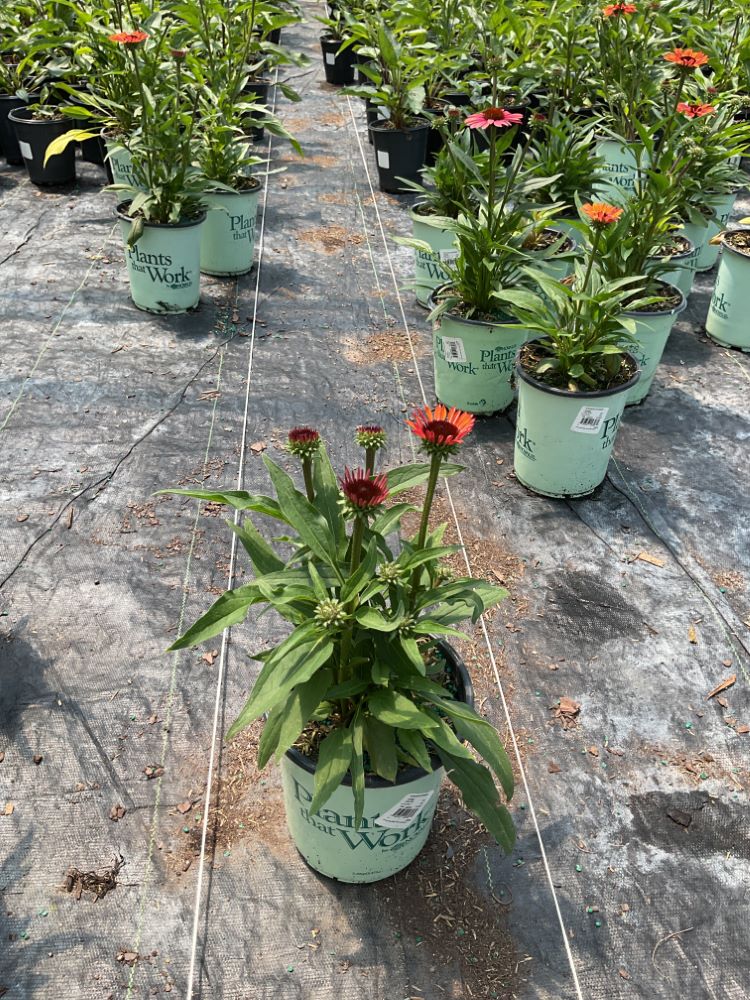 Sunseekers® Orange Coneflower (Echinacea SunSeekers Orange ('Apecssior'PBR)) - half gallon