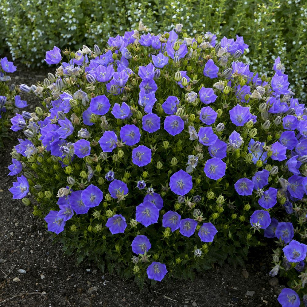Rapido Blue Bellflower (Campanula carpatica 'Rapido Blue') - QT