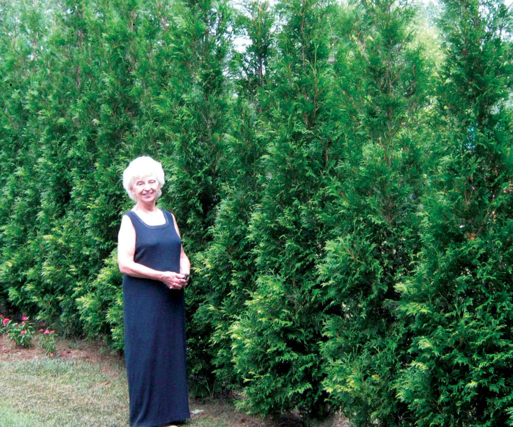Full Speed A Hedge® American Pillar Arborvitae (Thuja occidentalis 'American Pillar') - 3 gallon 42"