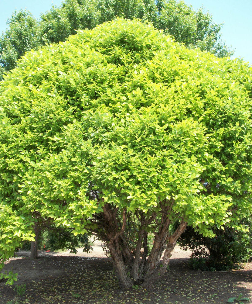 Fox Valley Dwarf River Birch (Betula nigra 'Little King') - 3 gallon 18"