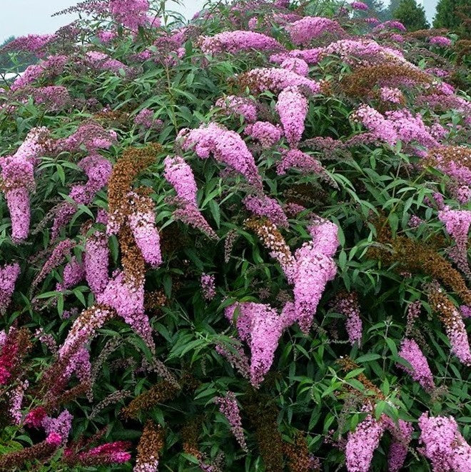Pink Cascades Butterfly Bush (Buddleia 'Pink Cascades') - 3 gallon