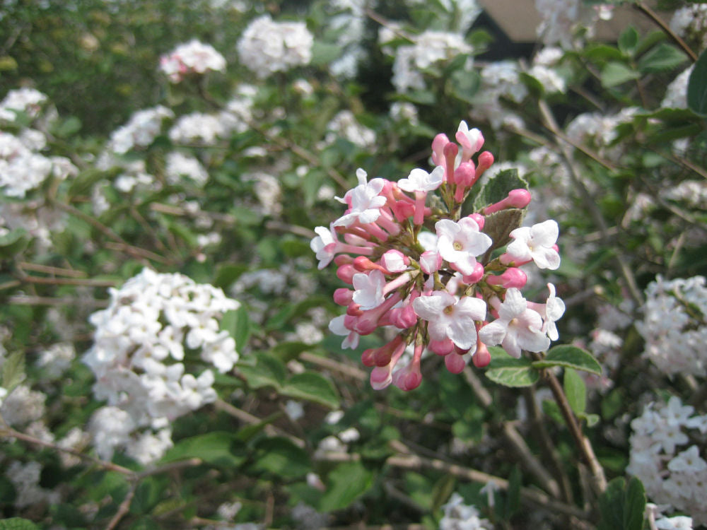 Compact Korean Spice Viburnum (Viburnum x 'Cayuga') - 3 gallon 18"