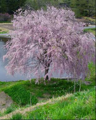Pink Snow Showers Weeping Cherry (Prunus x 'Pinsnshzam') - 2 gallon UMB