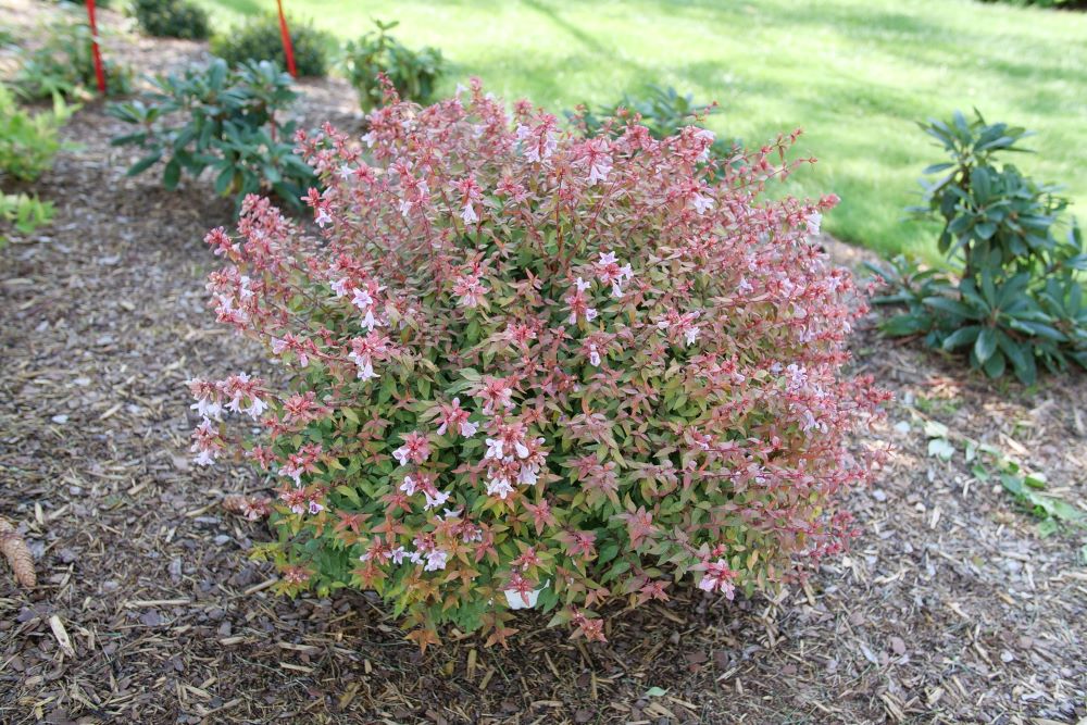 Poco Loco® Abelia (ABELIA POCO LOCO) - QT