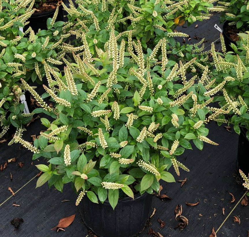 Fizzy Mizzy® Sweetspire (Itea fizzy 'Mizzy') - QT
