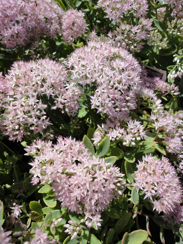 Rock 'N Round® 'Pure Joy' Stonecrop (Sedum pure 'Joy') - QT