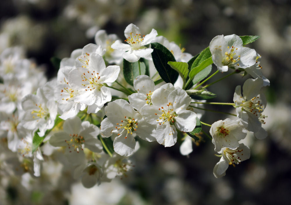 Sargent Crabapple (Malus sargentii) - 3 gallon 48"