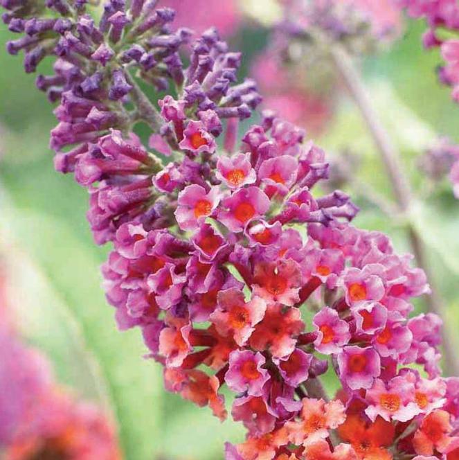 Weyeriana Bicolor Butterfly Bush (Buddleia x weyeriana 'Bicolor') - 1 gallon