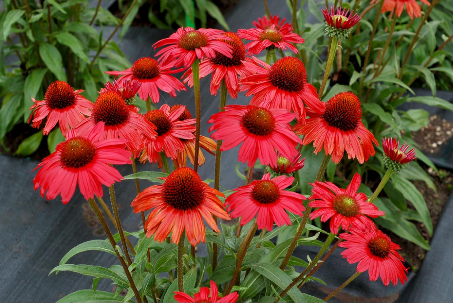 Kismet™ Red Coneflower (Echinacea kismet 'Red') - half gallon