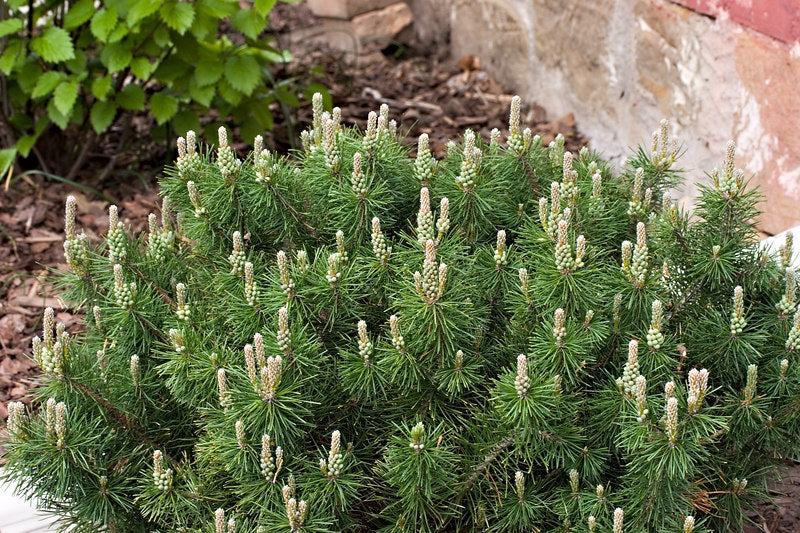 Enci Mugo Pine (Pinus mugo 'Enci') - 1 gallon 12"