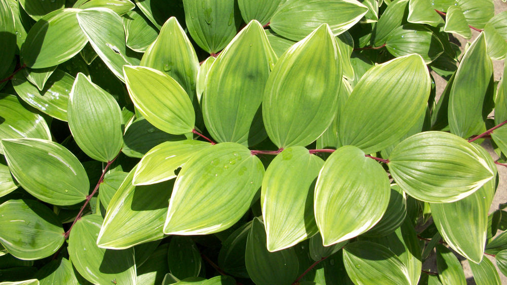 Variegated Solomon's Seal (Polygonatum odoratum 'Variegatum') - 1 gallon