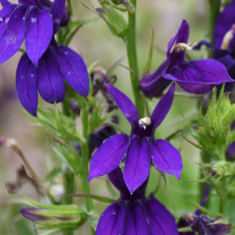 Starship™ Blue Cardinal flower (Lobelia starship 'Blue') - 1 gallon