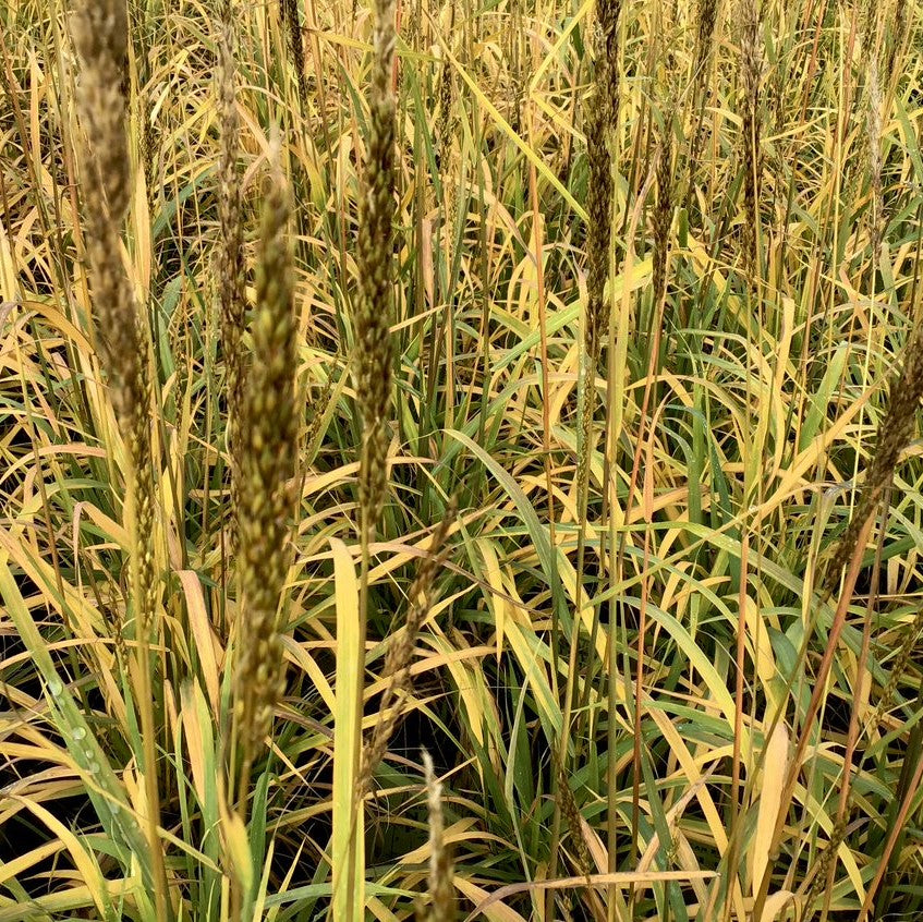 Indian Grass (Sorghastrum 'Sorg. N. Golden Sunset') - 2 gallon