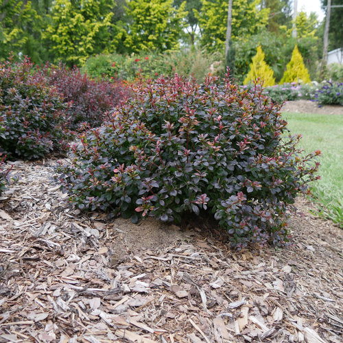 Sunjoy Todo® Barberry (Berberis thunbergii 'Sunjoy Todo') - QT