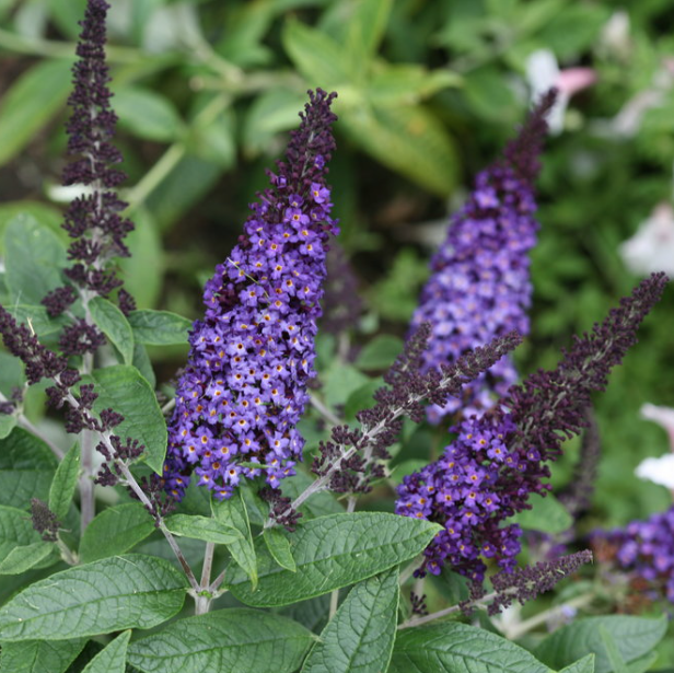 Pugster Blue® Butterfly Bush (Buddleia 'Pugster Blue') - QT