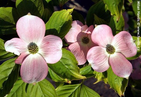 Stellar Pink® Dogwood (Cornus x 'Rutgan') - 3 gallon
