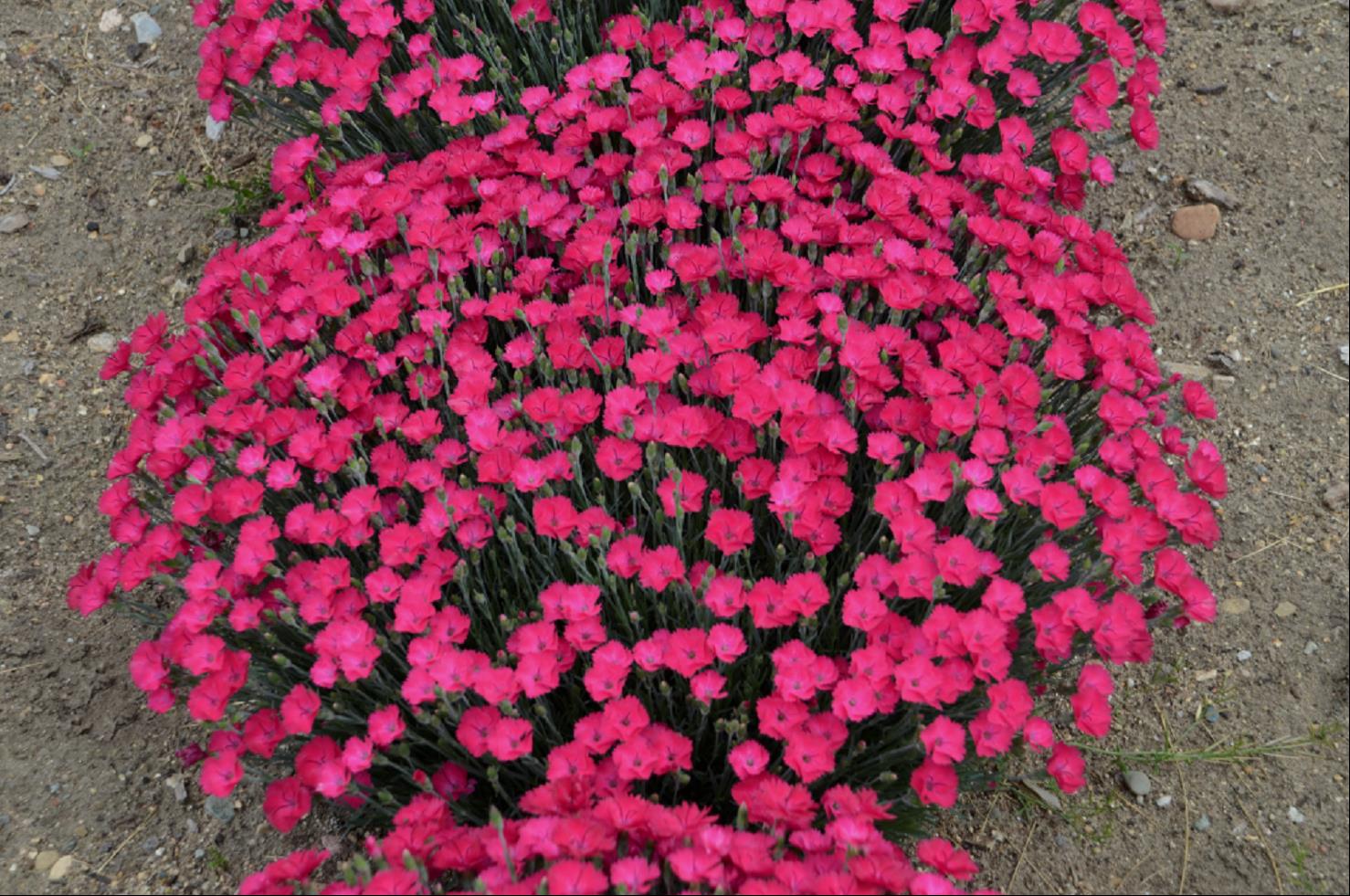 'Paint the Town Magenta' Pinks (Dianthus paint 'The Town Magenta') - QT