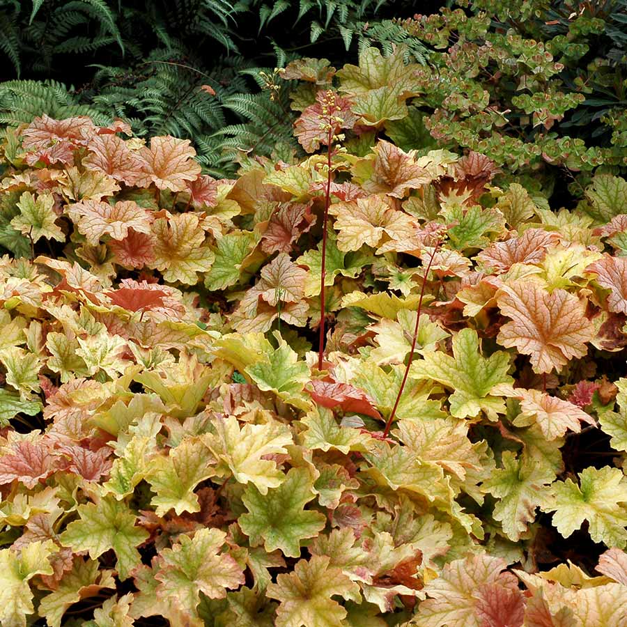 Topaz Jazz Coral Bells (Heuchera topaz 'Jazz') - QT