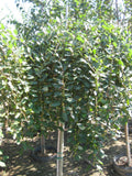 Weeping Pussy Willow (Salix caprea 'Pendula') - 3 gallon