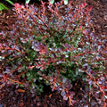 Crimson Cutie® Barberry (Berberis thunbergii 'Crimson Cutie' (UCONNBTCP4N)) - 2 gallon 10"