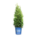 Private Jet™ Arborvitae (Thuja occidentalis Private Jet  'King of Brabant') - 3 gallon 18"