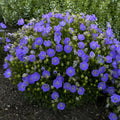Rapido Blue Bellflower (Campanula carpatica 'Rapido Blue') - QT