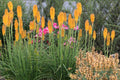Mango Popsicle Dwarf Poker (Kniphofia  'Mango Popsicle') - QT