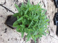 Pink Moody Blues Speedwell (Veronica 'Pink Moody Blues') - QT
